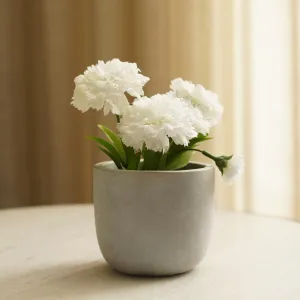 Pure Home   Living, Carnation in Cement Pot, White